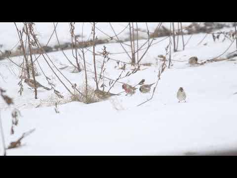 Common Redpolls foraging on the ground