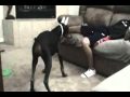 Dog Sex Play