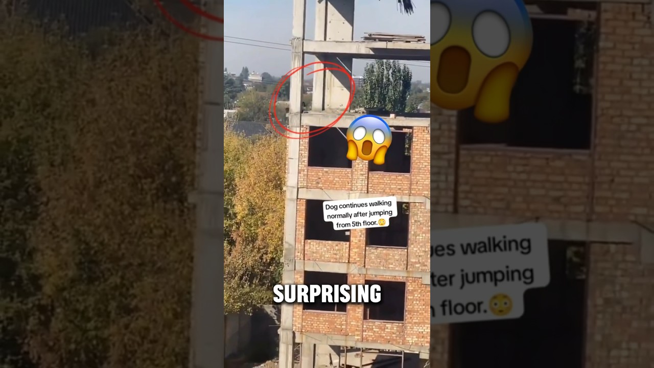 This Dog Jumps from the 5th Floor😱 #viralshorts #shorts