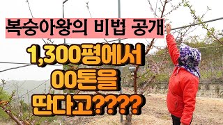 [복숭아 이야기] 권세환 Chapter1 복숭아1300평 농사지어서 00톤 따신답니다. 복숭아 마스터가 알려…