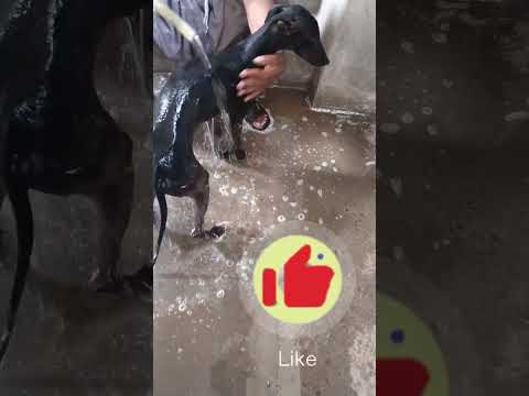 grayhound dog take a 🚿 #shahzad petslover