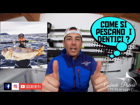TUTORIAL su come si pesca il DENTICE A TRAINA CON IL VIVO