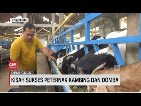 , title : 'Kisah Sukses Peternak Kambing Dan Domba'