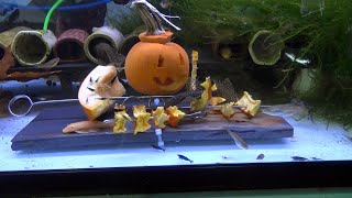 Can You Feed Pumpkin to Your Aquarium Fish? How to Dehydrate Raw Pumpkin for Plecos and Shrimp