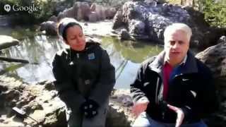 preview picture of video 'Hangout with the Bronx Zoo Penguins via Google Glass'