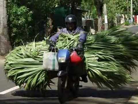 Ras Natty Baby - Nouvelle Vision