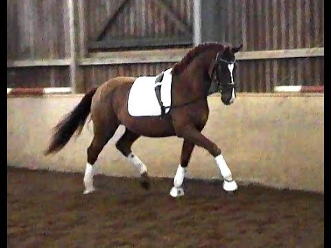 Bon Dramatic  Hann. H. * 2016 v. Bon Coeur - Dramatic - De Niro