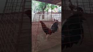 Download lagu 2 Hits Cock Ulutan|| july,15 2022|| #short #aircoregamefarm #wpc #bakbakan #digmaan #manokpanabong mp3 Download lagu 2 Hits Cock Ulutan|| july,15 2022|| #short #aircoregamefarm #wpc #bakbakan #digmaan #manokpanabong mp3
