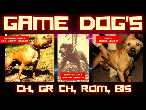 AMERICAN GAME DOGS 🔥 PITBULL GAME DOG 💯 APBT GAMEDOG 💥 CH, GR CH, ROM ❤️