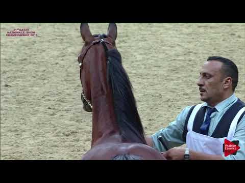 N 95 JANAA AL SHAQAB   21st Qatar National 2018   Yearling Fillies Class 3C