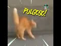 Kung Fu Cat Kicks A Dog