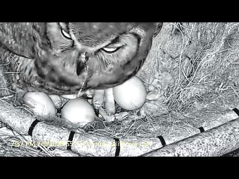 Live Owl Camera~Hoot brings a snake for Owlvira and 🐣 PIP in an egg ~7:29 pm 2023/02/09