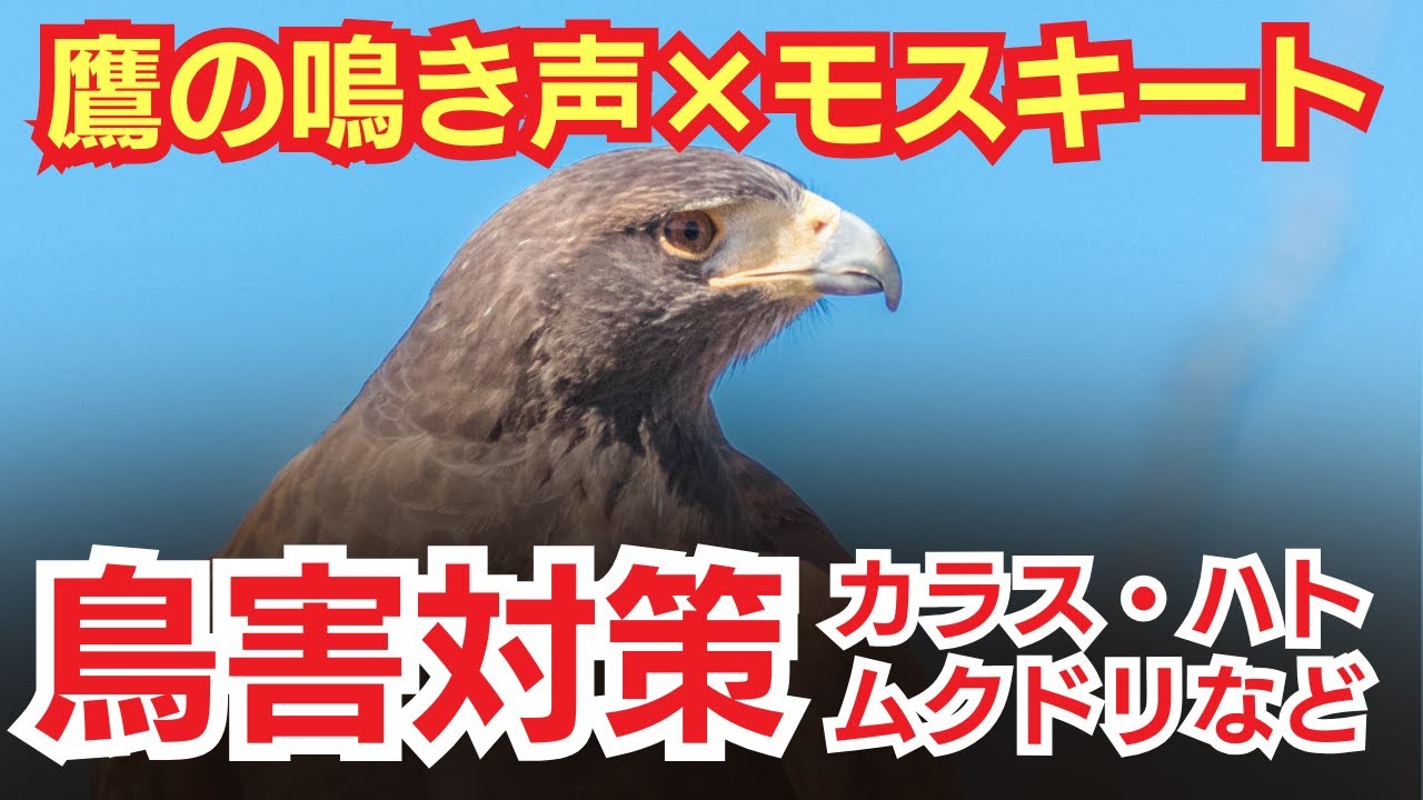 鷹の鳴き声×モスキート音！鳩、カラスなどの鳥害対策に【超音波】