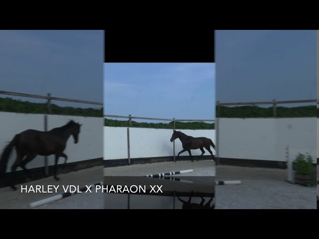 Harley V Z TYPE & MOVEMENTS