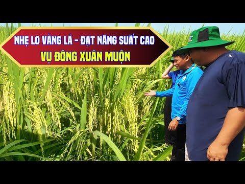     0:05 / 15:49   Kỹ thuật chăm sóc lúa Đông Xuân muộn - Nhẹ lo vàng lá, năng suất cao