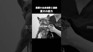 【感動】1週間で2度の全身麻酔手術となった愛犬の底力