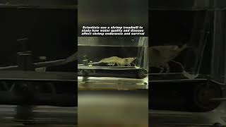 Why Scientists Put Shrimp on Treadmills