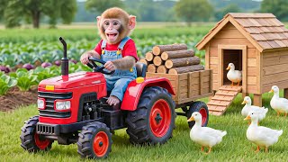 Download lagu 🔥🐒🦆💦 Monkey NaNa Rescues Ducks Trapped in Mud Flood… Then Rebuilds Their Duck House from Scratch! 😱🏡 mp3
