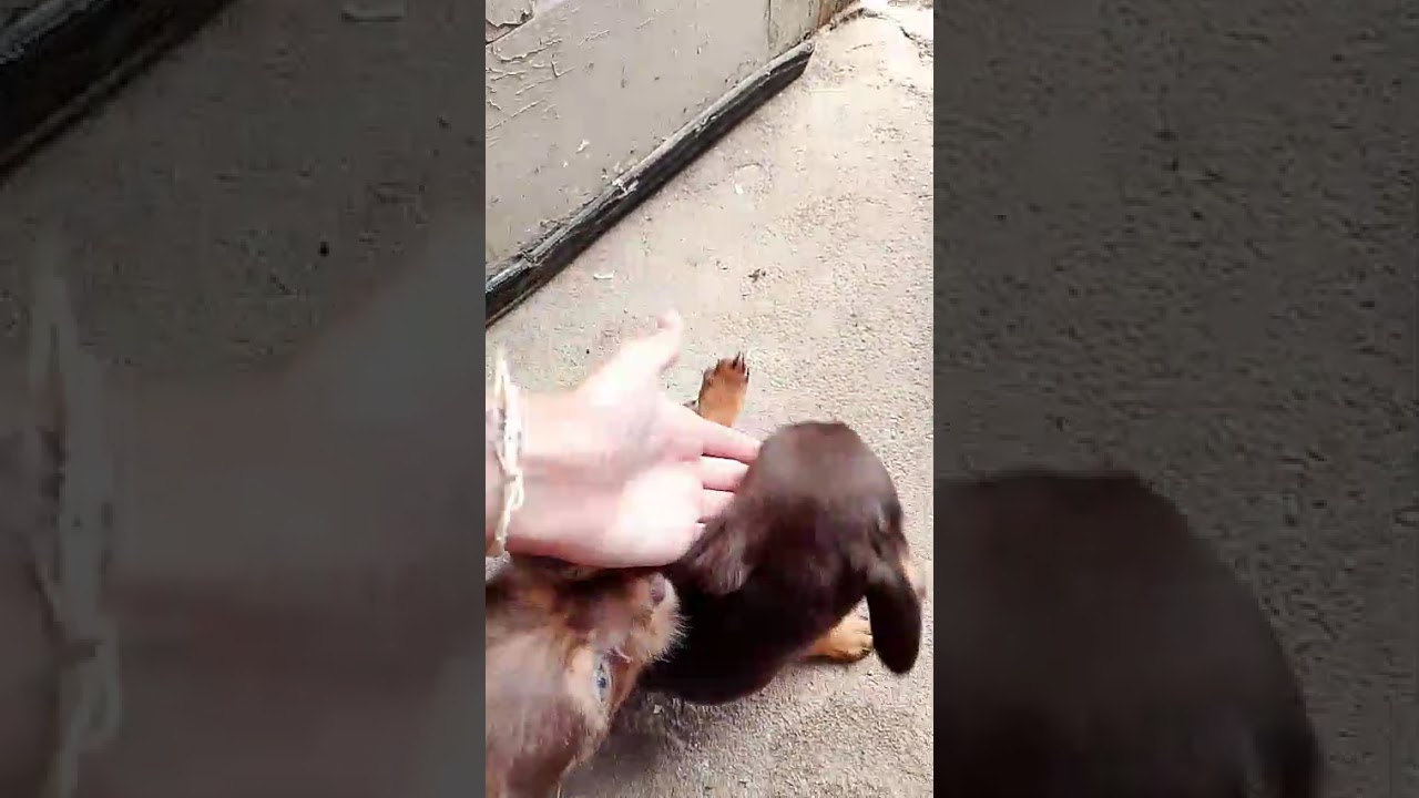 Cachorro raça SRD-ViraLata idade 2 a 6 meses nome Filhotes não tem nome 