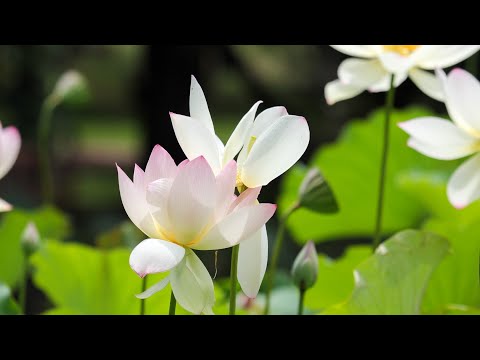 Durban Botanic Gardens 🪷