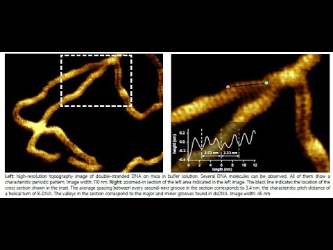 Wavemode of the DNA Image  Nanosurf DriveAFM