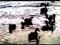 Klaxons - Isle Of Her 
