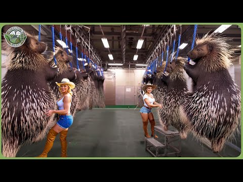 How Millions of Porcupines Are Processed – Fascinating Porcupine Farming For Meat