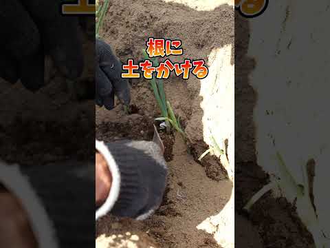 園芸 永久ネギ、多年生ネギ