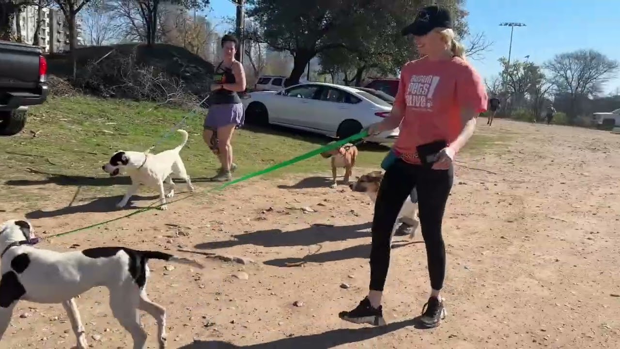 Enlarge Angelica, a Adoptable mixed breed in Austin, TX video 6/6