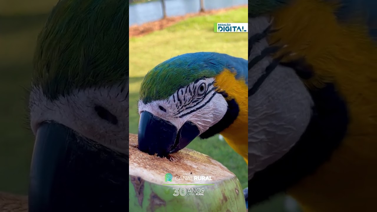 Arara-canindé é registrada bebendo água de coco