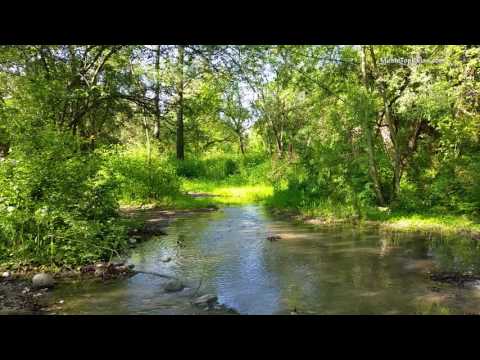 Sounds of nature, birds singing, Sounds of Forests, for relaxation, sleep, Meditation, Relax 8 hours