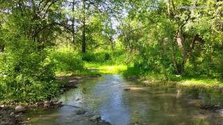 Смотреть онлайн Атмосфера летнего леса, речки