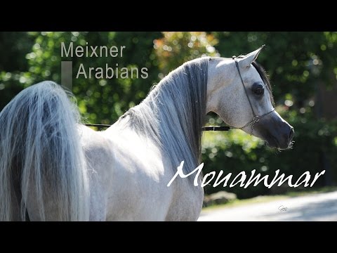 Mouammar - Meixner Arabians