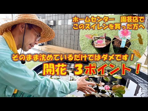 園芸 フェイクスイレン、小さなふわふわスイレン