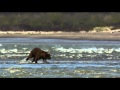 DisneyNature Bears Trailer 1080p HD