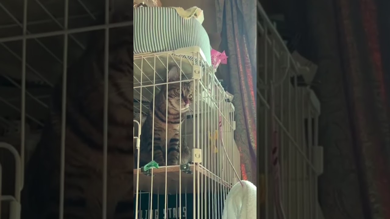 ついに発見！日本語を話す猫　#話す猫　#発見　#驚き　#shorts #Cats