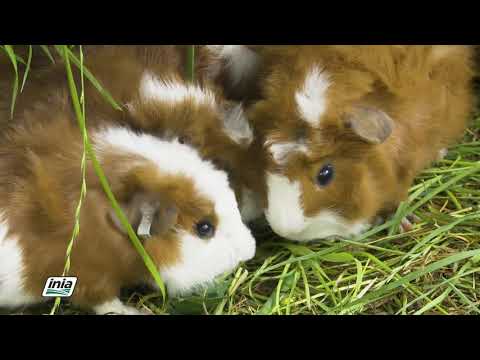 CLASIFICACIÓN DE LOS CUYES INIA PERU