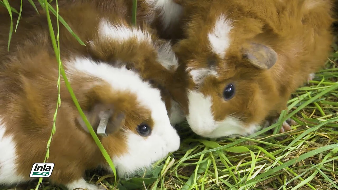 CLASIFICACIÓN DE LOS CUYES INIA PERU