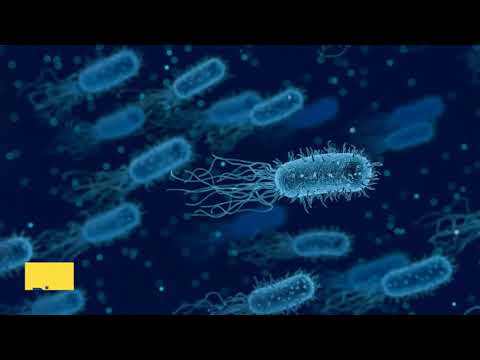 Diesel bug treatment. How to kill Diesel Bug. Which product a Biocide or an Enzyme?