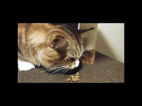 FELINE GREENIES Dental Cat Treats Oven Roasted