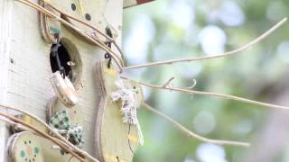 Nest full of Fledging House Wrens getting ready to fly,
