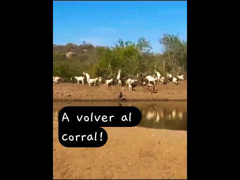 Vida de Campo, Villa de Soto, Córdoba, Argentina #villadesoto