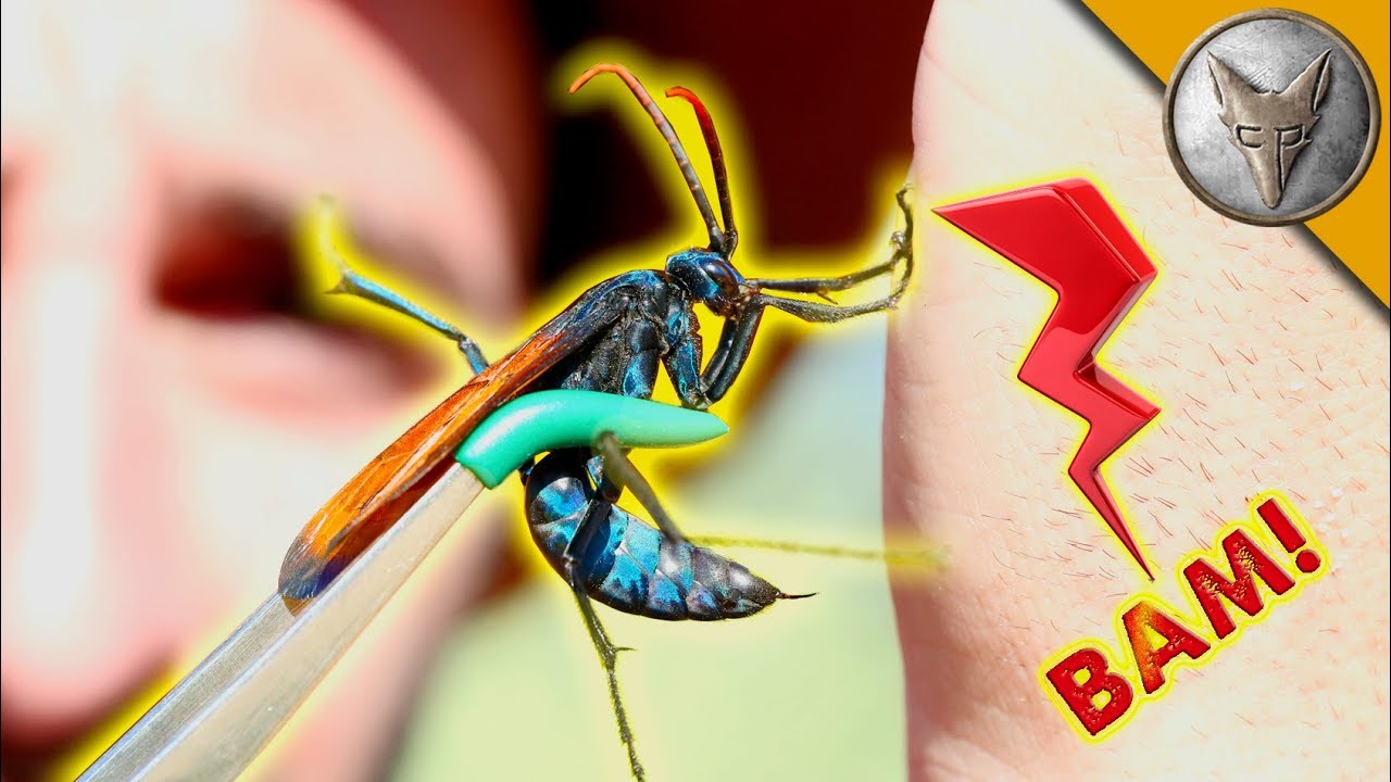 STINGS that SHOCKED me!