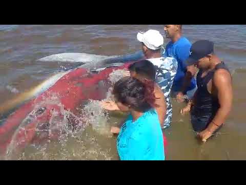 Pedernaleños salvan a una ballena varada en Delta Amacuro
