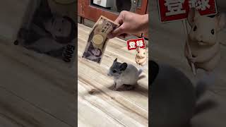 【速報】25日 終わったおのでらさんが救急搬送され翌日胃の手術を受ける