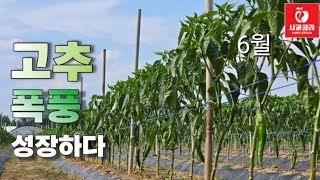 [고추재배]????6월, 갑자기 대궁 짱짱 !  키 쑥쑥/ 다수확 노지고추/ 2025.6.10
