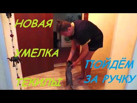 VLOG: ЙОРК ТЕКИЛА И НОВАЯ СТРИЖКА! 23.03.20