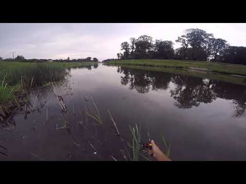 Wyjście szczupaka i jego późniejszy atak