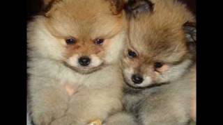 preview picture of video 'RAZAS DE PERROS: Pomerania'