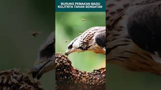 Download lagu HONEY-EATING BIRDS #birds #honey #uniquefacts mp3